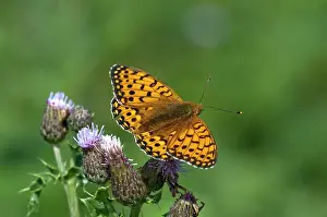 Upperside: Dark-green Fritillary Butterfly - upperside - feeding