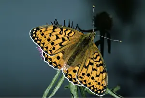 Fritillary: Dark Green FRITILLARY - Feeds on Hardhead (Centaurea nigra)