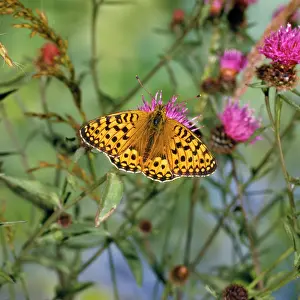 Jack Bailey: Dark Green Fritillary - male