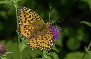 Bob Gibbons: Dark green fritillary, Speyeria aglaja, nectarin