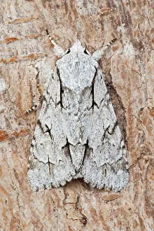 Dagger: Dark / Grey Dagger Moth