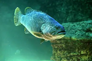 Metropolis: Dark grouper, (Epinephelus lanceolatus), adult