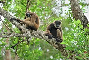 Hylobates: Dark-handed Gibbon / Agile Gibbon