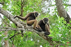 Hylobates: Dark-handed Gibbon / Agile Gibbon