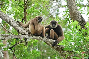 Hylobates: Dark-handed Gibbon / Agile Gibbon