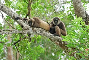 Hylobates: Dark-handed Gibbon / Agile Gibbon