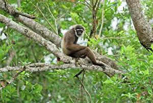 Hylobates: Dark-handed Gibbon / Agile Gibbon