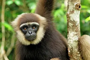 Hylobates: Dark-handed Gibbon / Agile Gibbon