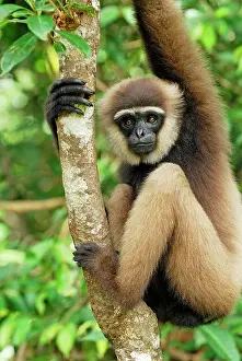 Hylobates: Dark-handed Gibbon / Agile Gibbon