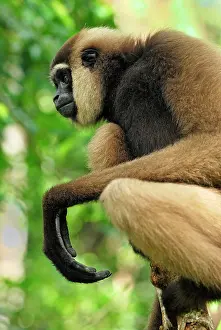 Hylobates: Dark-handed Gibbon / Agile Gibbon