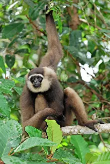 Hylobates: Dark-handed Gibbon / Agile Gibbon