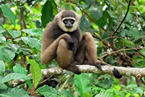 Hylobates: Dark-handed Gibbon / Agile Gibbon