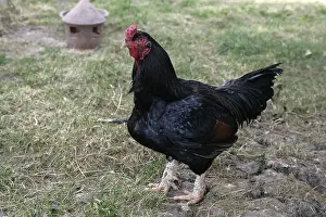 Blacks: Dark Indian game cock Warwickshire