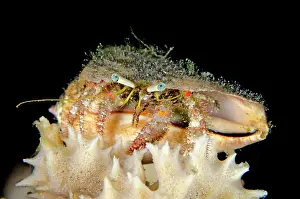 Knee: Dark Knee Hermit Crab TK1 dive site, Lembeh Straits