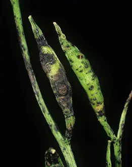 Seedpod: Dark leaf & pod spot on rocket seedpod