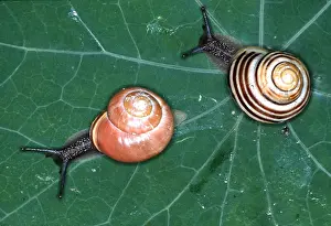 Ake Lindau: DARK LIPPED BANDED SNAIL