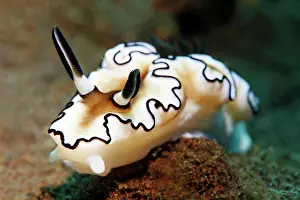Margin: Dark Margin Glossodoris ( Glossodoris atromarginata)
