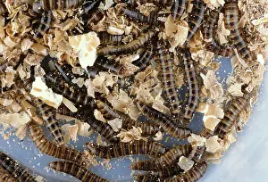 Grub: Dark Mealworm Beetle larvae