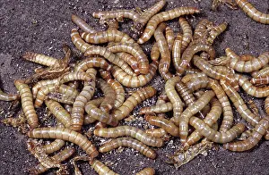 Meal: Dark Mealworms
