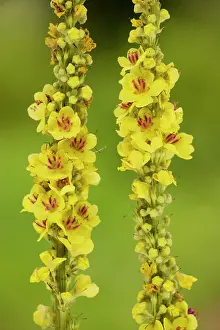 Mullein: Dark Mullein - in flower, with distinctive violet