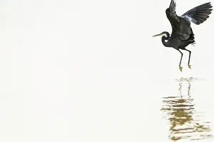 Senegal: Dark phase