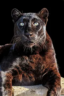 Staring: A dark-phase African leopard