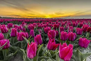 Decorated: Dark pink tulips in tulip field at sunrise in spring