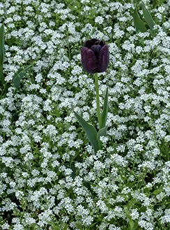 Queen: The dark purple tulip, Tulip Queen of the Night