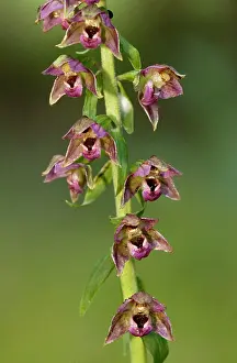 Epipactis: Dark red helleborine