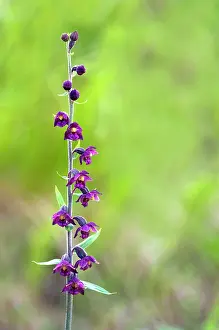 Epipactis: Dark-red Helleborine