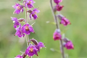 Epipactis: Dark Red Helleborine