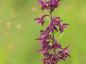 Unidentified: Dark Red Helleborine