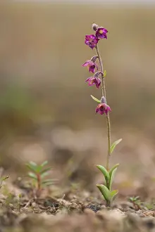 Xd6land: Dark Red Helleborine