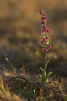 Xd6land: Dark Red Helleborine