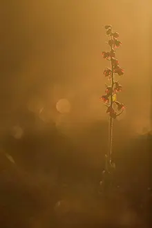 Xd6land: Dark Red Helleborine