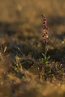 Xd6land: Dark Red Helleborine