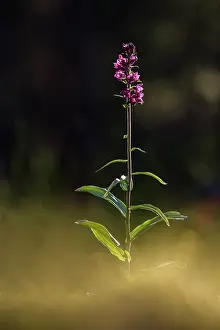 Kalmar: Dark Red Helleborine