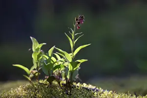 Kalmar: Dark Red Helleborine