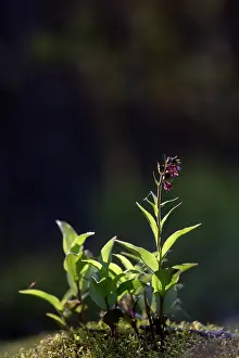Kalmar: Dark Red Helleborine