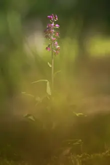 Kalmar: Dark Red Helleborine