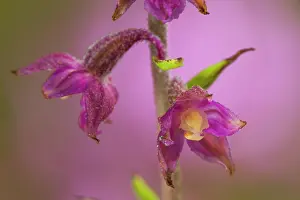 Kalmar: Dark Red Helleborine
