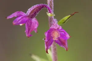 Kalmar: Dark Red Helleborine
