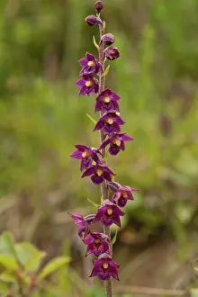 Epipactis: Dark-red Helleborine - close up of flower