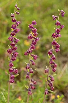 Epipactis: Dark-red Helleborine - close up of three flower spikes
