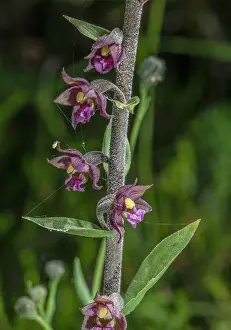 Royal: Dark-red Helleborine, Epipactis atrorubens, in f