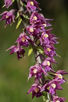 Wildorchid: Dark-red helleborine or royal helleborine (Epipactis
