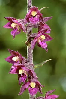 Epipactis: Dark Red Helleborinne / Royal Helleborine