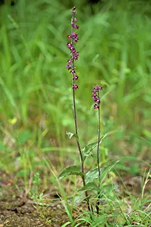 Epipactis: Dark Red Helleborinne / Royal Helleborine