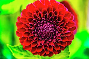 Ball: Dark red pompom ball dahlia blooming. Dahlia named Jessie G