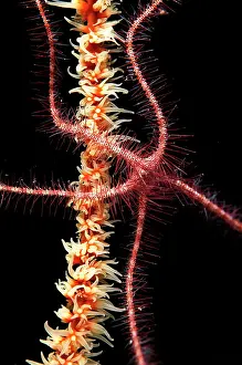 Star: Dark Red-spined Brittle Star